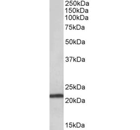 Western Blot - Anti-TMEM205 Antibody (A83556) - Antibodies.com