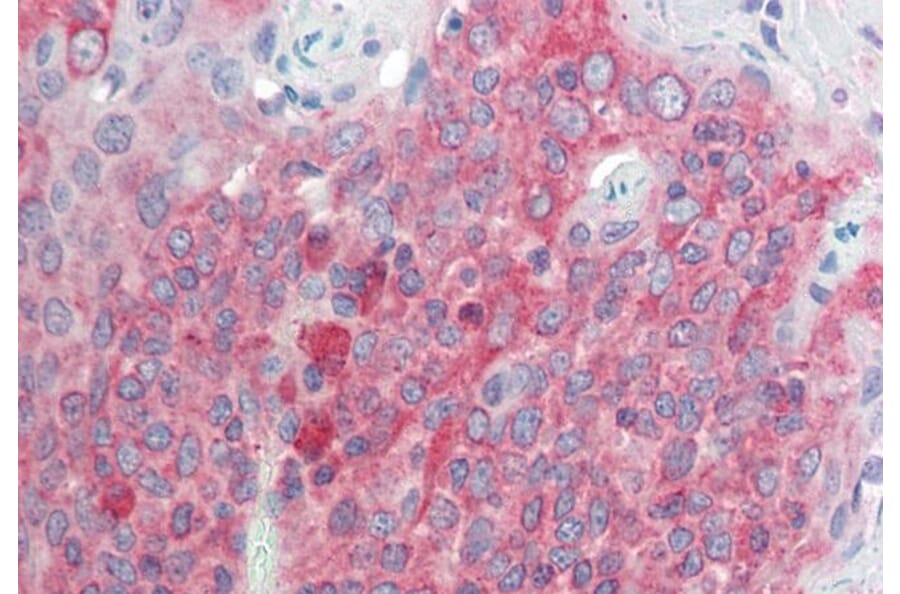 Immunohistochemistry - Anti-TMEM205 Antibody (A83556) - Antibodies.com