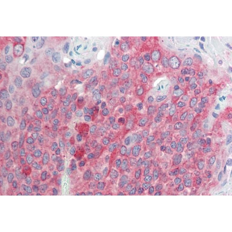 Immunohistochemistry - Anti-TMEM205 Antibody (A83556) - Antibodies.com
