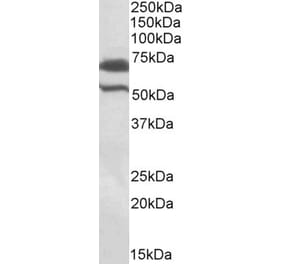 Western Blot - Anti-BIRC3 Antibody (A83559) - Antibodies.com
