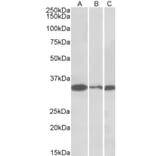 Western Blot - Anti-PCNA Antibody (A83561) - Antibodies.com