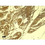 Immunohistochemistry - Anti-PCNA Antibody (A83561) - Antibodies.com