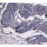 Immunohistochemistry - Anti-PCNA Antibody (A83561) - Antibodies.com