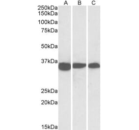 Western Blot - Anti-PCNA Antibody (A83563) - Antibodies.com