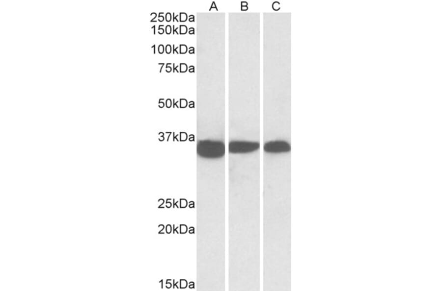 Western Blot - Anti-PCNA Antibody (A83563) - Antibodies.com