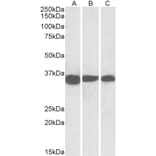 Western Blot - Anti-PCNA Antibody (A83563) - Antibodies.com