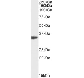Western Blot - Anti-PCNA Antibody (A83564) - Antibodies.com