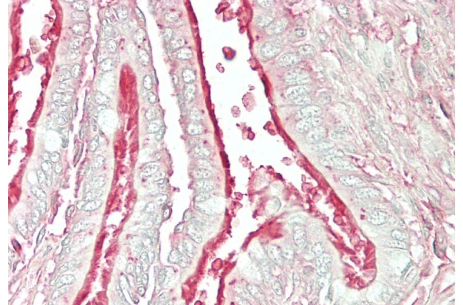 Immunohistochemistry - Anti-Arl6/BBS3 Antibody (A83566) - Antibodies.com