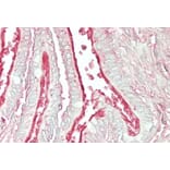 Immunohistochemistry - Anti-Arl6/BBS3 Antibody (A83566) - Antibodies.com