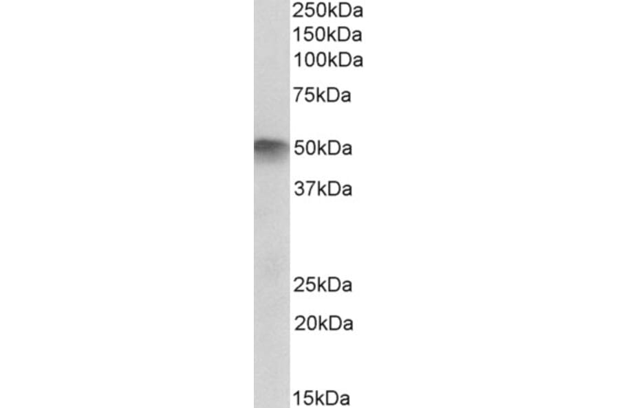Western Blot - Anti-ATG4C Antibody (A83572) - Antibodies.com