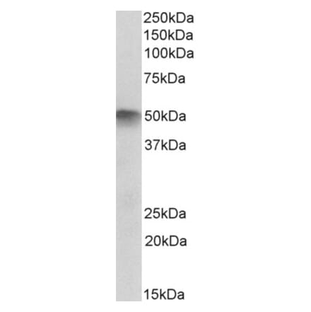 Western Blot - Anti-ATG4C Antibody (A83572) - Antibodies.com