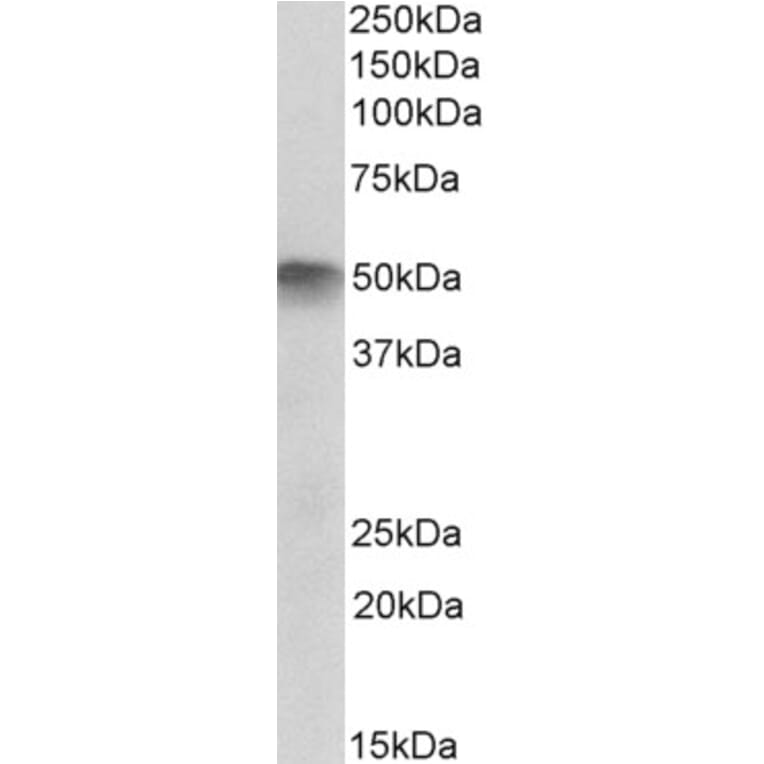 Western Blot - Anti-ATG4C Antibody (A83572) - Antibodies.com