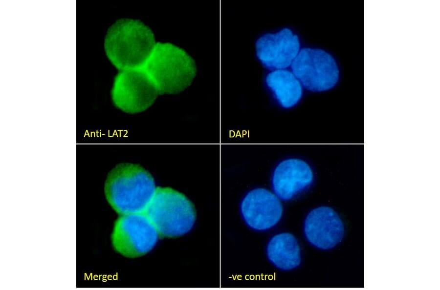 Immunofluorescence - Anti-NTAL Antibody (A83574) - Antibodies.com