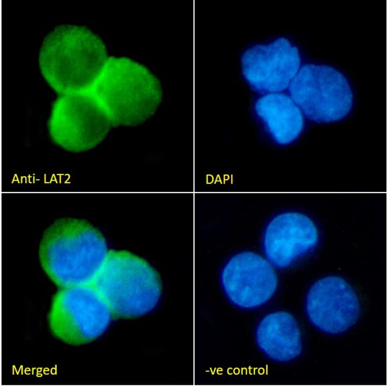 Immunofluorescence - Anti-NTAL Antibody (A83574) - Antibodies.com