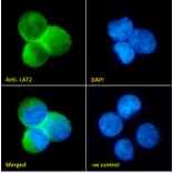 Immunofluorescence - Anti-NTAL Antibody (A83574) - Antibodies.com