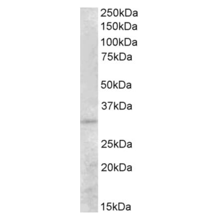 Western Blot - Anti-PEX26 Antibody (A83577) - Antibodies.com