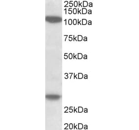 Western Blot - Anti-UBN1 Antibody (A83578) - Antibodies.com