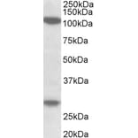 Western Blot - Anti-UBN1 Antibody (A83578) - Antibodies.com