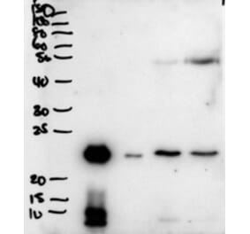 Western Blot - Anti-Plunc Antibody (A83579) - Antibodies.com