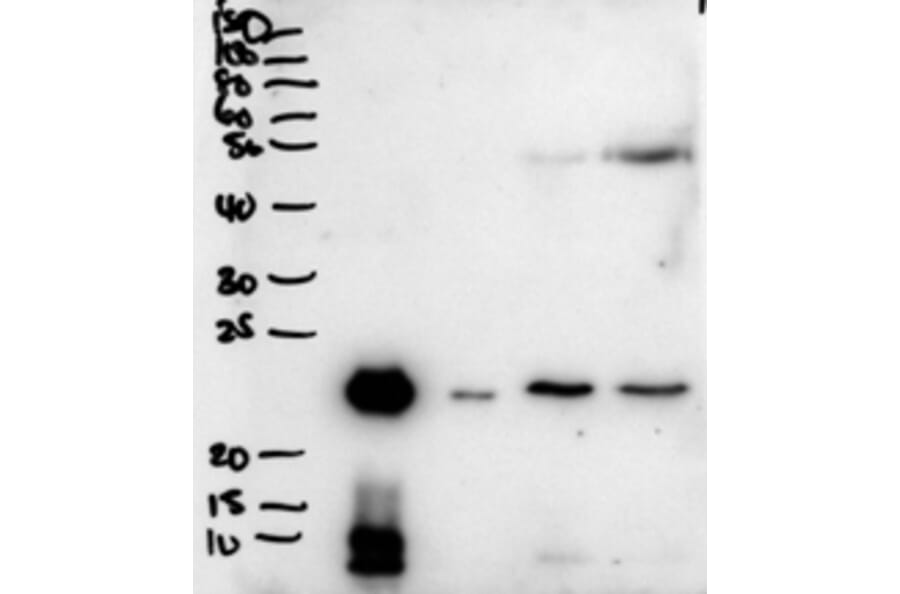 Western Blot - Anti-Plunc Antibody (A83579) - Antibodies.com