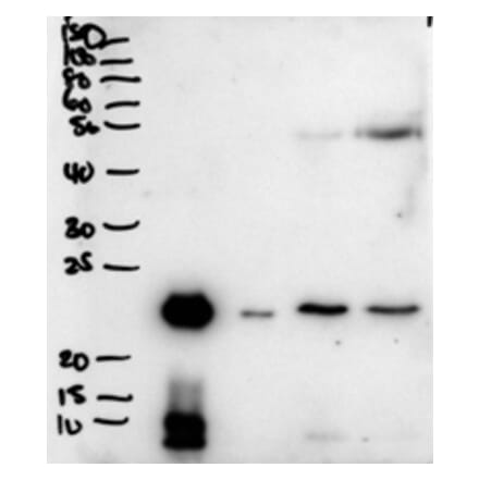 Western Blot - Anti-Plunc Antibody (A83579) - Antibodies.com