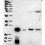 Western Blot - Anti-Plunc Antibody (A83579) - Antibodies.com