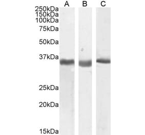 Western Blot - Anti-SPON2 Antibody (A83584) - Antibodies.com