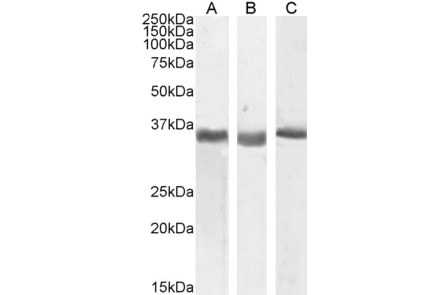 Western Blot - Anti-SPON2 Antibody (A83584) - Antibodies.com
