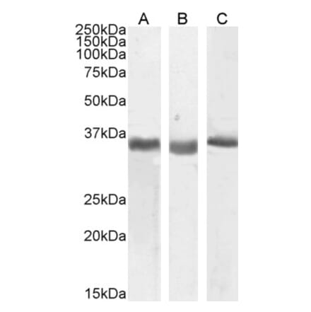 Western Blot - Anti-SPON2 Antibody (A83584) - Antibodies.com