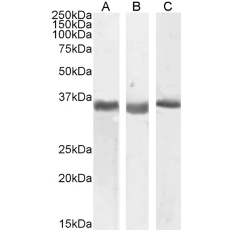 Western Blot - Anti-SPON2 Antibody (A83584) - Antibodies.com