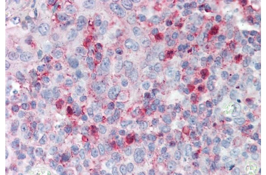 Immunohistochemistry - Anti-SPON2 Antibody (A83584) - Antibodies.com