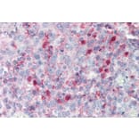 Immunohistochemistry - Anti-SPON2 Antibody (A83584) - Antibodies.com