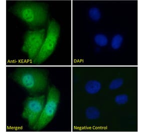 Immunofluorescence - Anti-Keap1 Antibody (A83585) - Antibodies.com