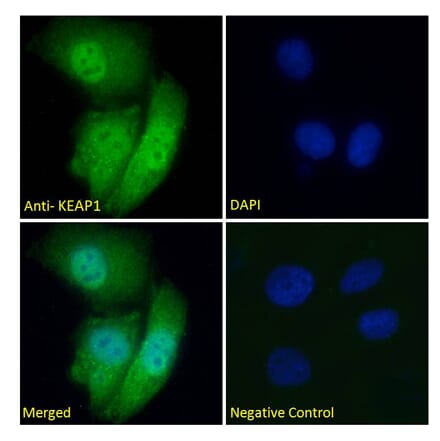 Immunofluorescence - Anti-Keap1 Antibody (A83585) - Antibodies.com