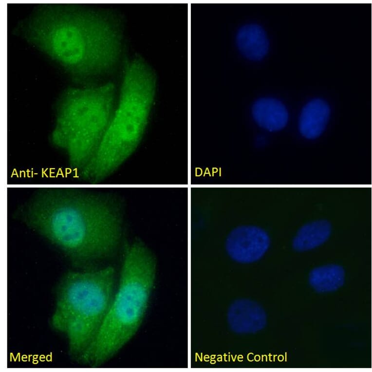 Immunofluorescence - Anti-Keap1 Antibody (A83585) - Antibodies.com