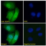 Immunofluorescence - Anti-Keap1 Antibody (A83585) - Antibodies.com