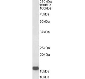 Western Blot - Anti-NRGN Antibody (A83590) - Antibodies.com