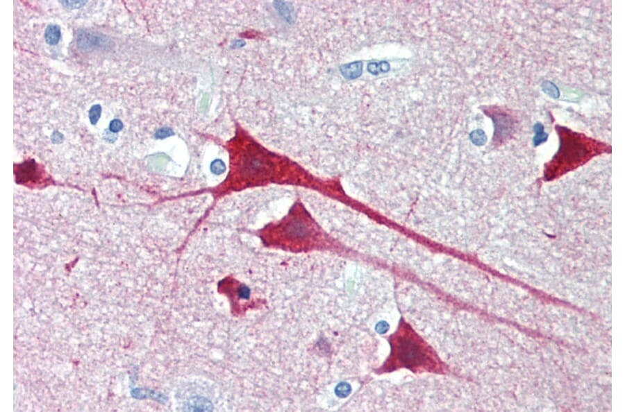 Immunohistochemistry - Anti-Neurogranin Antibody (A83590) - Antibodies.com