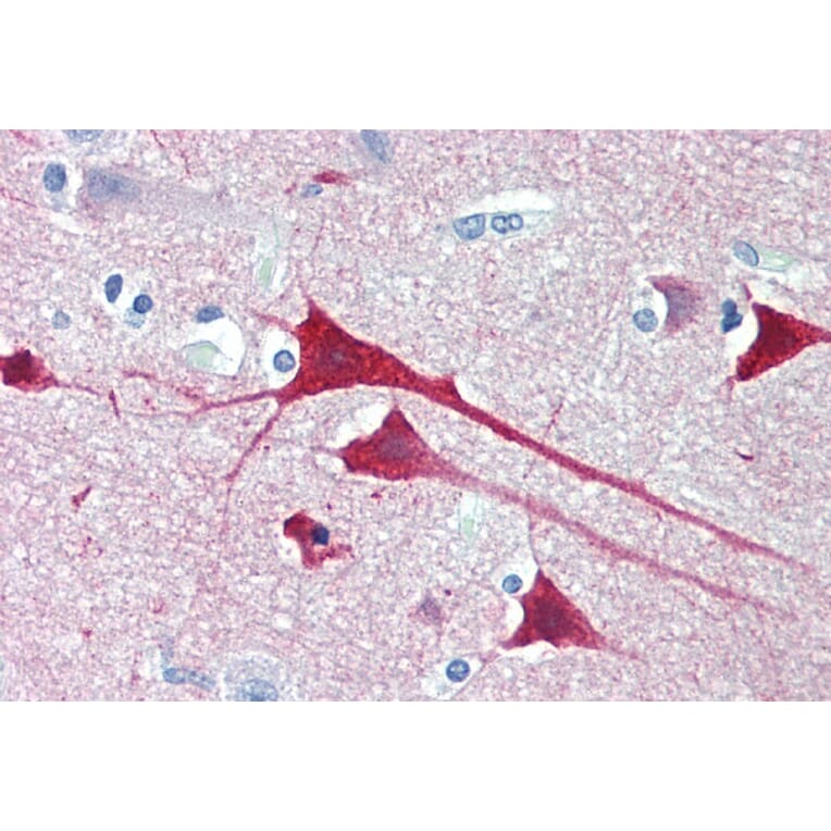 Immunohistochemistry - Anti-Neurogranin Antibody (A83590) - Antibodies.com