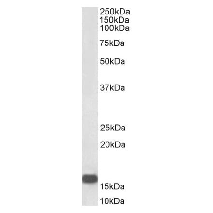 Western Blot - Anti-Neurogranin Antibody (Biotin) (A83591) - Antibodies.com