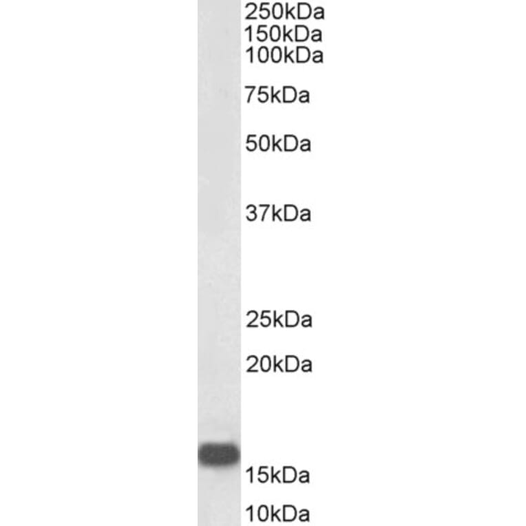 Western Blot - Anti-Neurogranin Antibody (Biotin) (A83591) - Antibodies.com