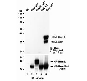 Western Blot - Anti-GEM Antibody (A83593) - Antibodies.com