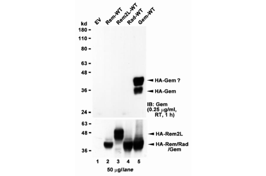 Western Blot - Anti-GEM Antibody (A83593) - Antibodies.com