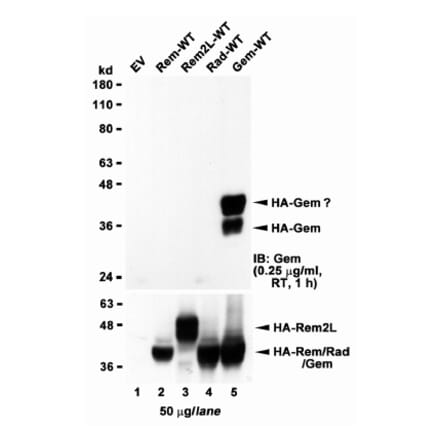 Western Blot - Anti-GEM Antibody (A83593) - Antibodies.com