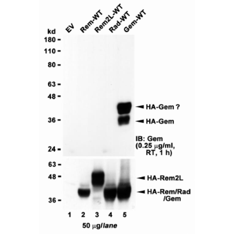 Western Blot - Anti-GEM Antibody (A83593) - Antibodies.com