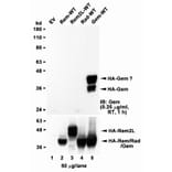 Western Blot - Anti-GEM Antibody (A83593) - Antibodies.com