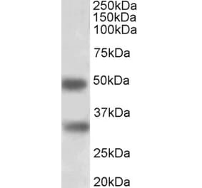 Western Blot - Anti-GEM Antibody (A83593) - Antibodies.com