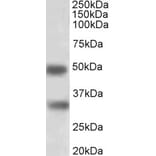 Western Blot - Anti-GEM Antibody (A83593) - Antibodies.com