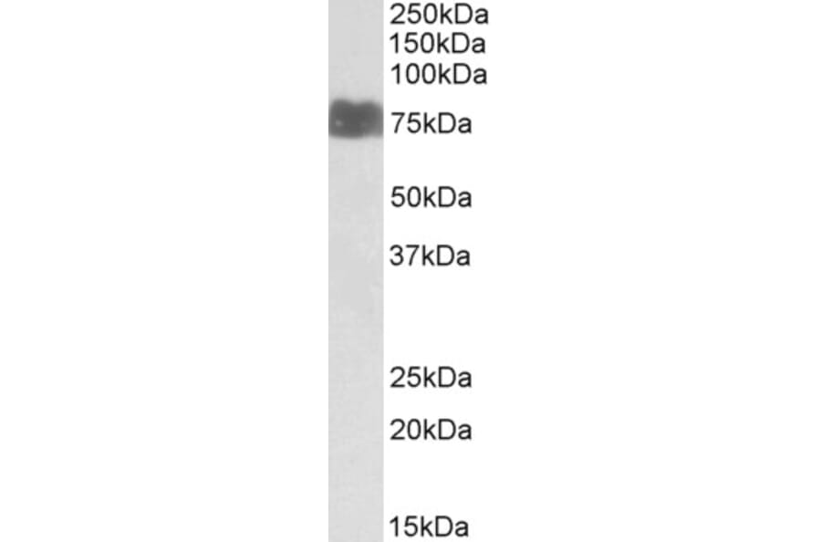 Western Blot - Anti-LARGE1 Antibody (A83595) - Antibodies.com