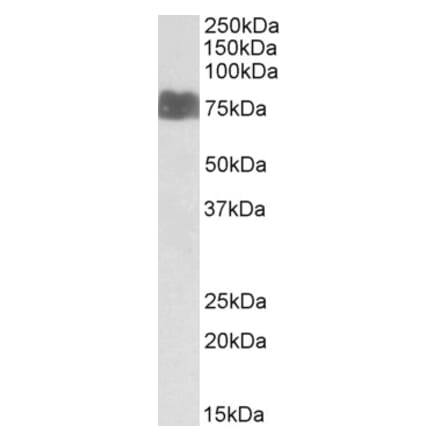 Western Blot - Anti-LARGE1 Antibody (A83595) - Antibodies.com
